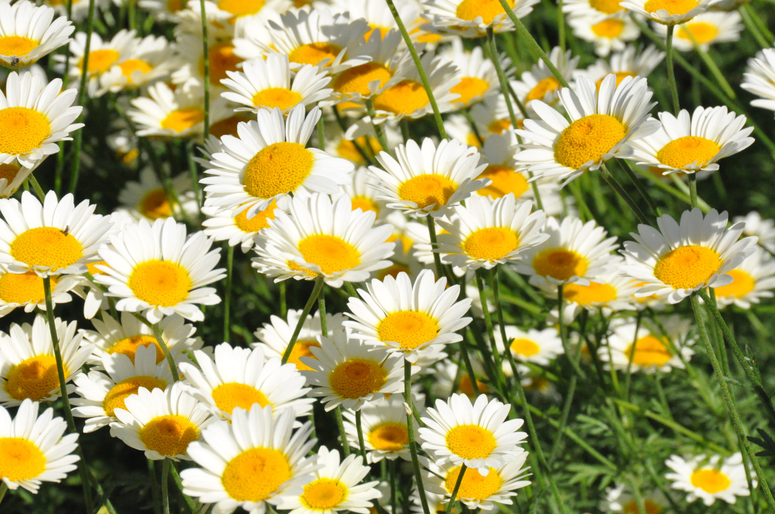 A field of daisies