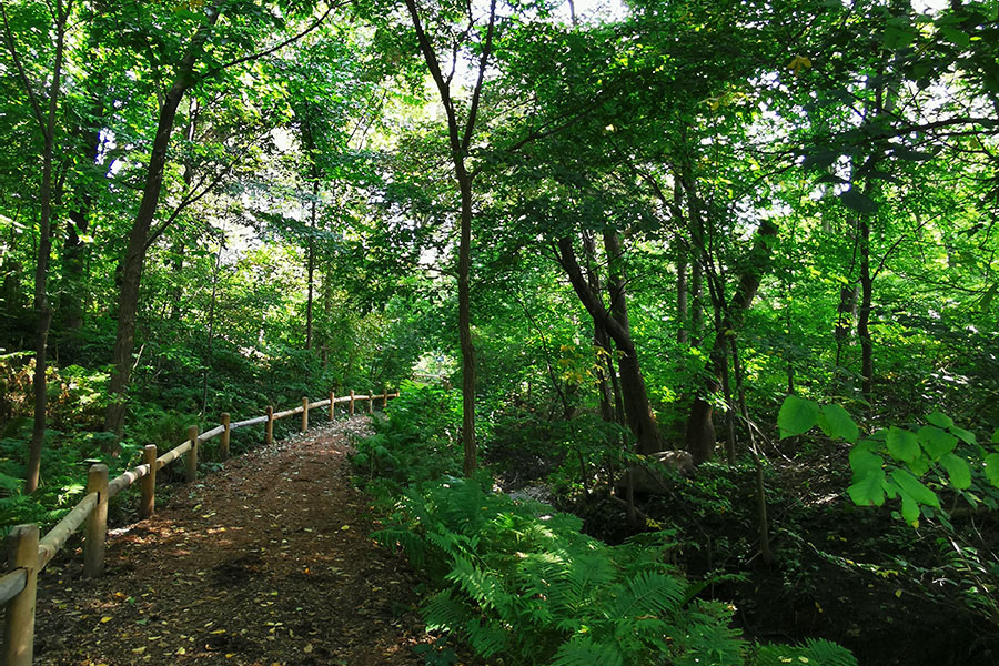 The Lisa Hardie Woodland Trail winding through a Carolinian forest.