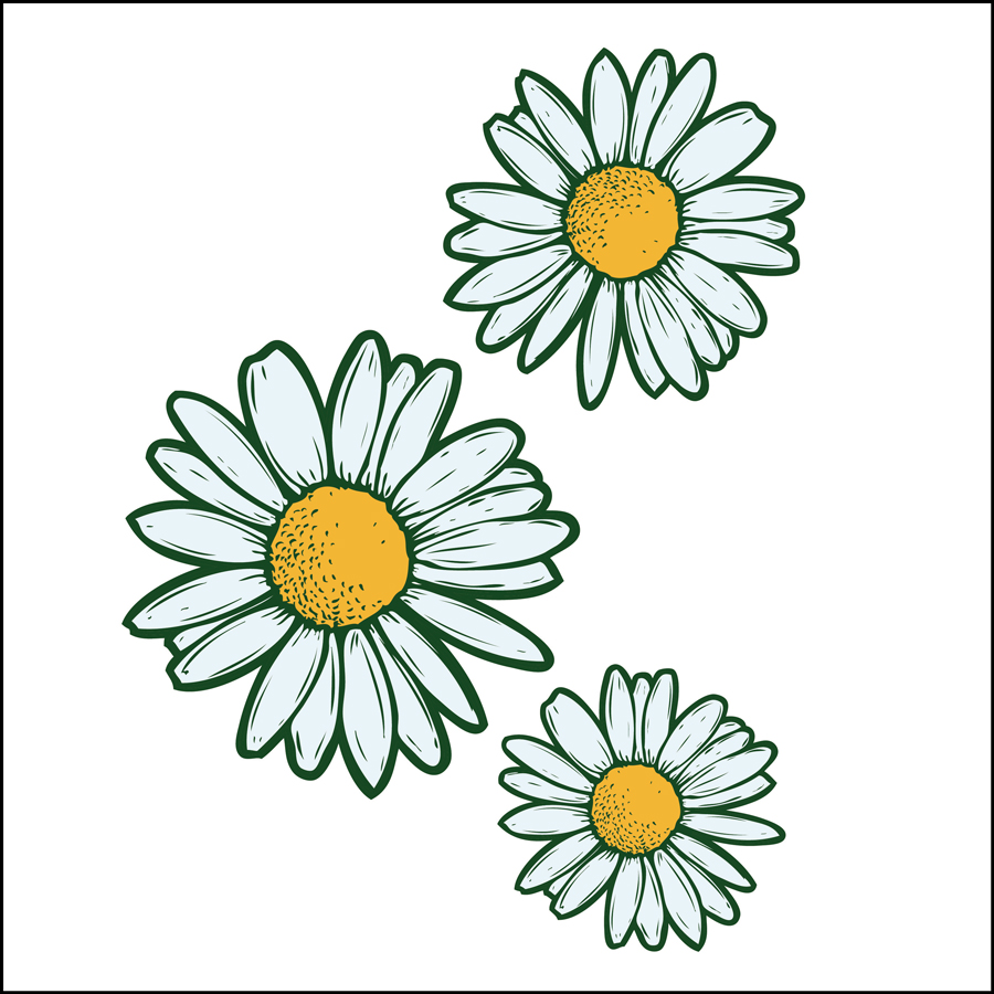illustrations of daisies