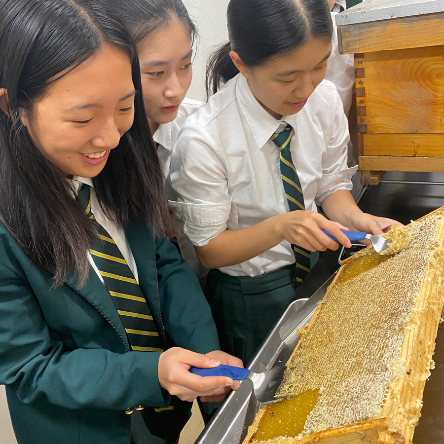 Havergal students harvesting honey from the honey comb.