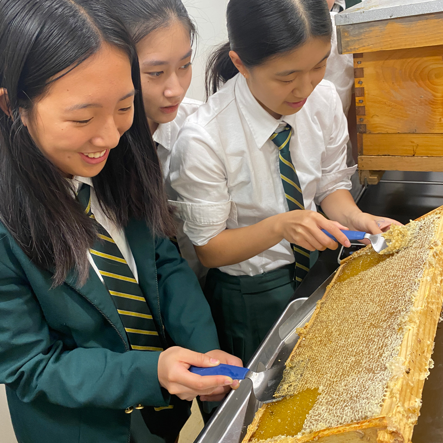 Havergal students harvesting honey from the honey comb.