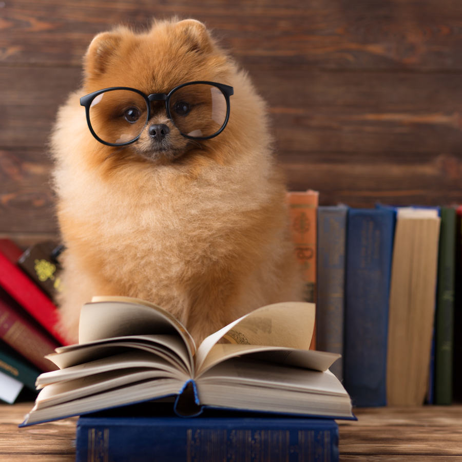 A dog wearing glasses reading a book