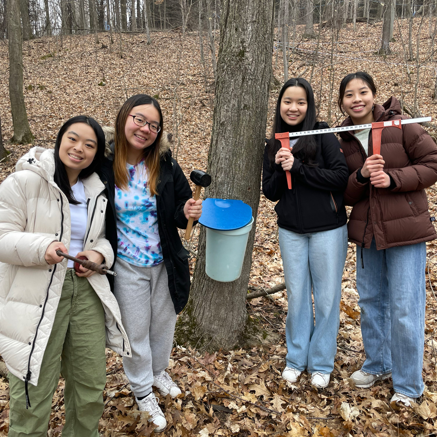 Boarding students tapping a maple tree.